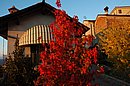 DSC_3230.JPG