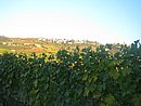 OttObrE 2007 107.jpg