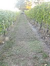 OttObrE 2007 112.jpg