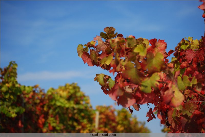 DSC_1440.JPG