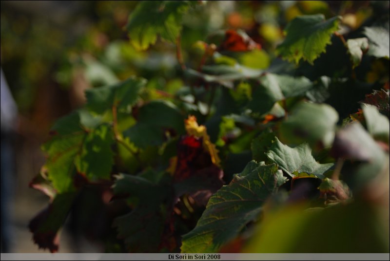 DSC_1443.JPG
