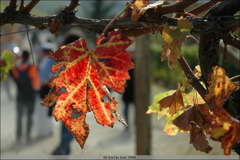 DSC_4423.JPG