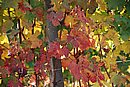 DSC_0345.JPG