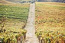 DSC_1437.JPG