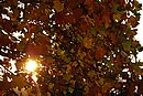 DSC_1495.JPG