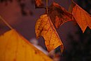 DSC_1499.JPG