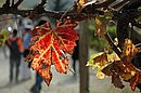 DSC_4423.JPG