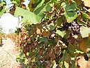 IMG_0152.JPG