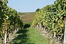 DSC_0086.JPG