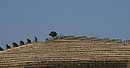 DSC_4325.jpg